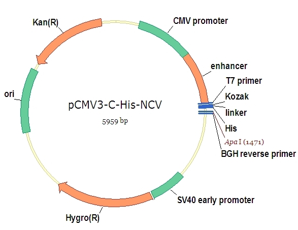 pCMV3-C-His Negative Control Vector (C-terminal His-tagged)