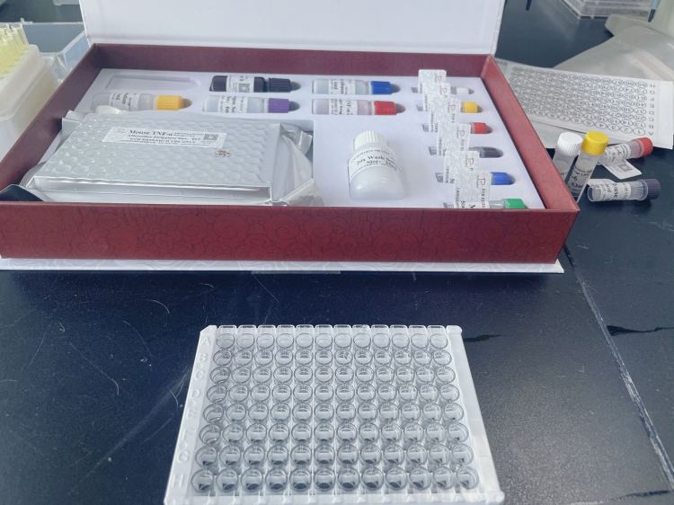 大鼠巨噬细胞炎性蛋白2(MIP-2)ELISA试剂盒