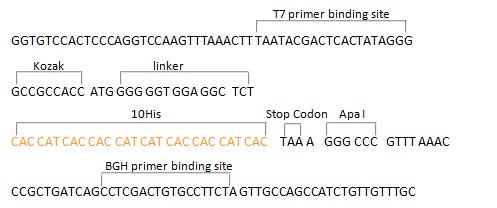 pCMV3-C-His Negative Control Vector (C-terminal His-tagged)
