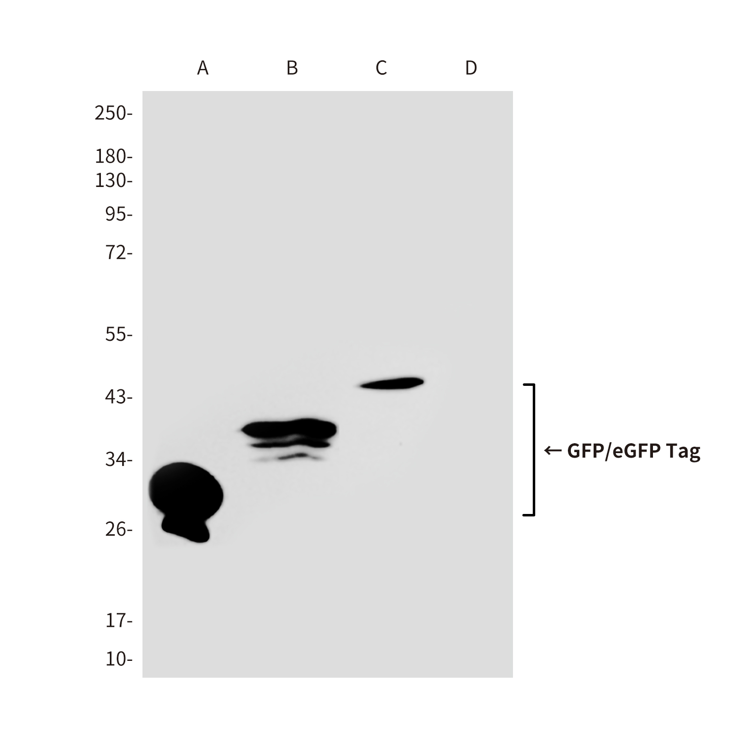 兔抗GFP-tag多克隆抗体 GFP-tag,Rabbit