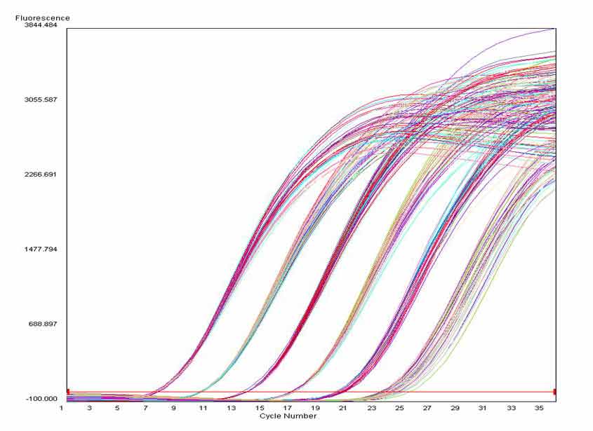 荧光定量PCR扩增曲线.jpg