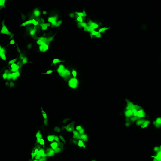 pCMV3-N-GFPSpark Control Vector (N-terminal GFPSpark-tagged)
