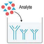 大鼠凋亡相关因子配体(FASL) ELISA试剂盒