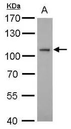 ATG9A antibody