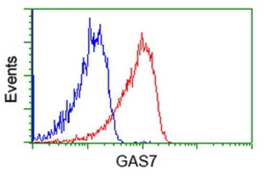 GAS7 antibody [4E6]