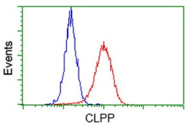 CLPP antibody [1D8]
