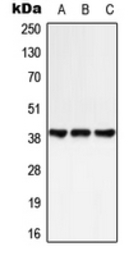 GPR25 antibody