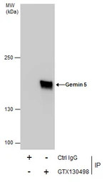 Gemin 5 antibody