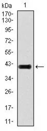 TGF beta 1 antibody [7F6]