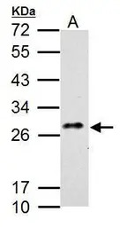 CLEC5A antibody