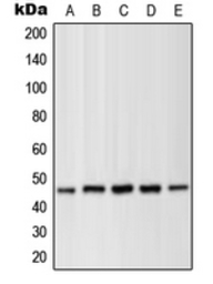 MEK1 (phospho Thr286) antibody