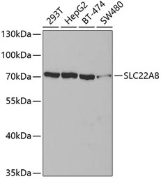 SLC22A8 antibody