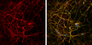 F-Actin antibody [NH3]