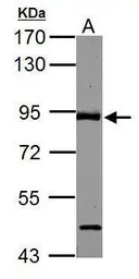 ABR antibody [C3], C-term