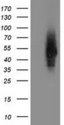 Syntrophin alpha 1 antibody [2