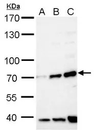 FBXW8 antibody