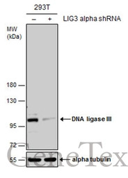 DNA ligase III antibody [C2C3]