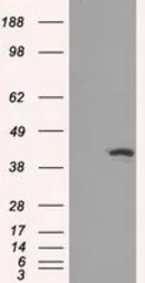 IDH1 antibody [2H9]