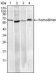 Pirh2 antibody [1H10]
