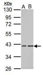 PKA C alpha antibody