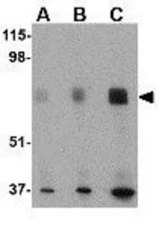 SIN1 antibody