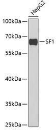 Splicing Factor 1 antibody