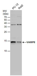 VAMP8 antibody