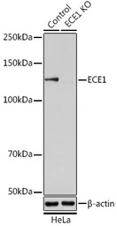 ECE1 antibody