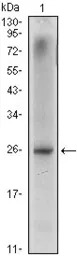 Nkx3.1 antibody [4H4]