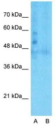 LSR antibody, C-term