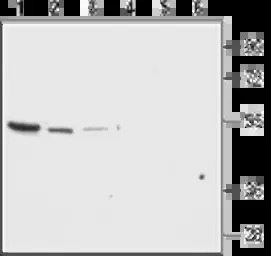 Kir7.1 antibody