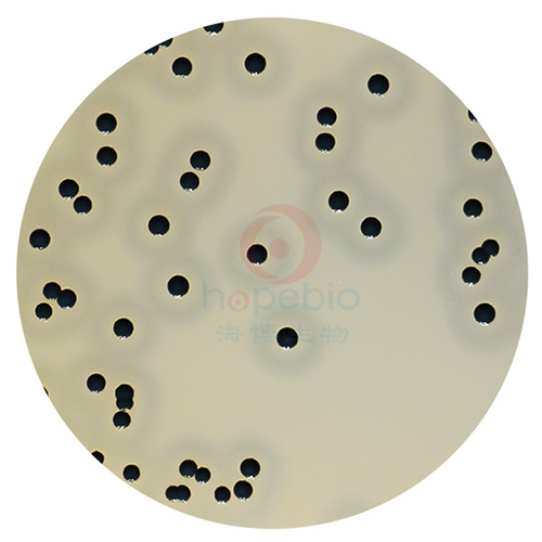 Baird-Parker琼脂平板(9cm)