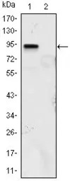 KLF4 antibody [1E5]