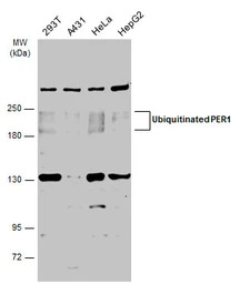 PER1 antibody