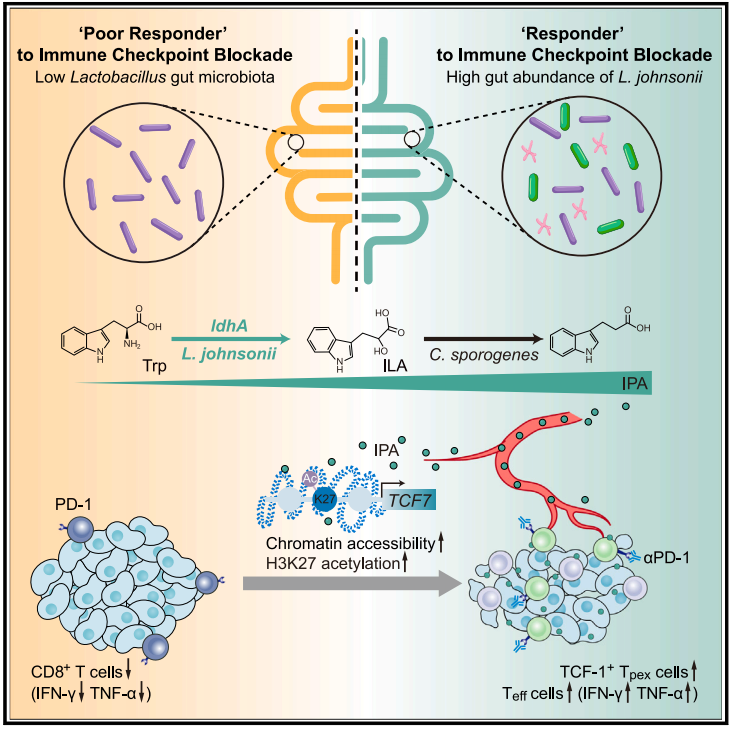 Cell | 南模生物助力肠道菌群与免疫调控机制研究