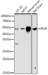 PLGF antibody