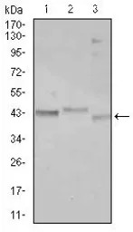 C/EBP alpha antibody [5B7]