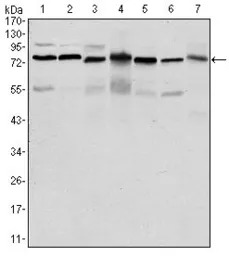 PSIP1 antibody [6E4]