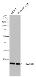 RAB33B antibody [N2C3]