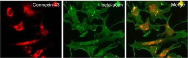Goat Anti-Rabbit IgG antibody 