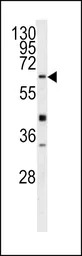 GGT5 antibody, N-term