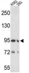 EMILIN1 antibody, N-term