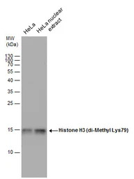 Histone H3K79me2 (Di-methyl Ly