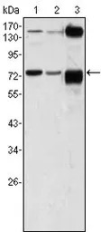 ATP2C1 antibody [4G12]