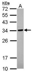 C18orf10 antibody