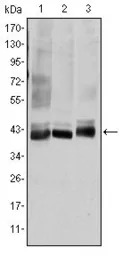 SEK1 / MKK4 antibody [5H4]