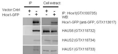 HAUS6 antibody
