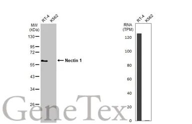 Nectin 1 antibody