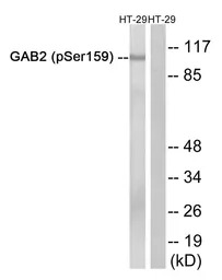 GAB2 (phospho Ser159) antibody