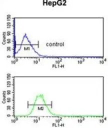 EFEMP2 antibody, C-term